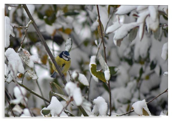 Winter Bluetit Acrylic by Donna Collett