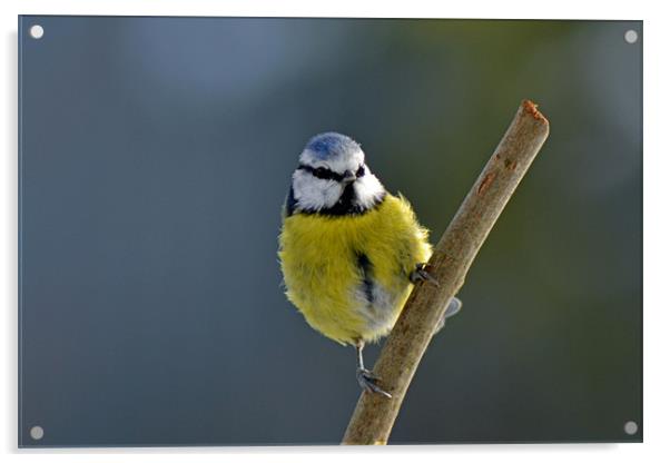 The Bluetit Acrylic by Donna Collett