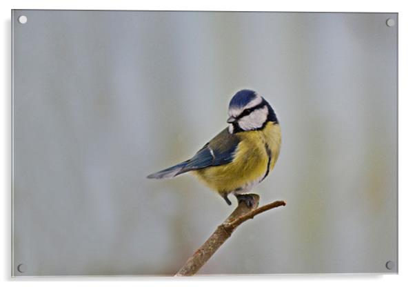 One Legged Bluetit Acrylic by Donna Collett