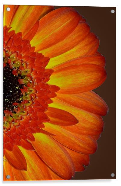 Orange Gerbera Acrylic by Donna Collett