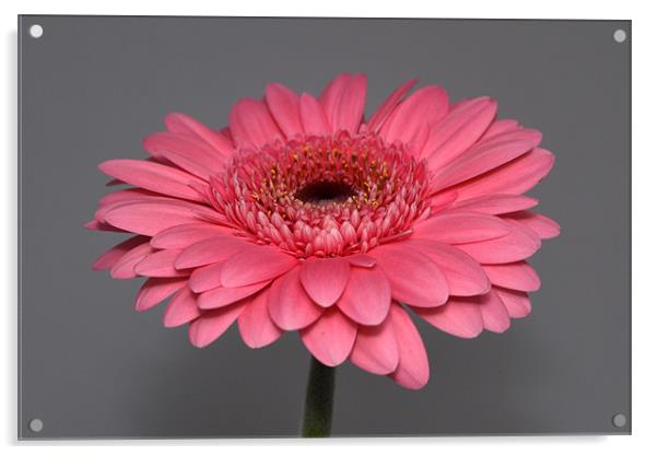 Pink Gerbera Acrylic by Donna Collett