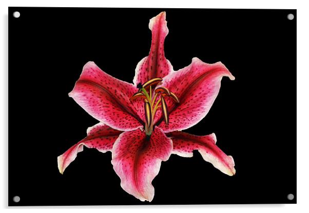 Pink Lily Acrylic by Donna Collett