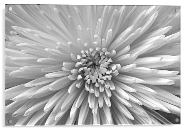 Black & White Bloom Acrylic by Donna Collett