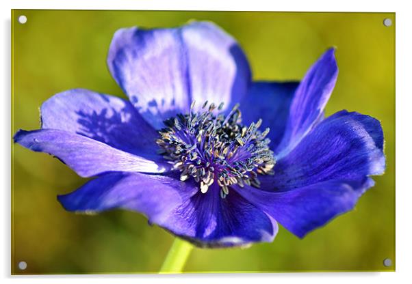 Blue Anemone Acrylic by Donna Collett