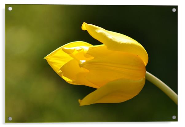 Yellow Tulip Acrylic by Donna Collett