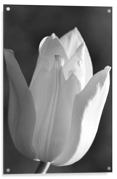 Black & White Tulip Acrylic by Donna Collett