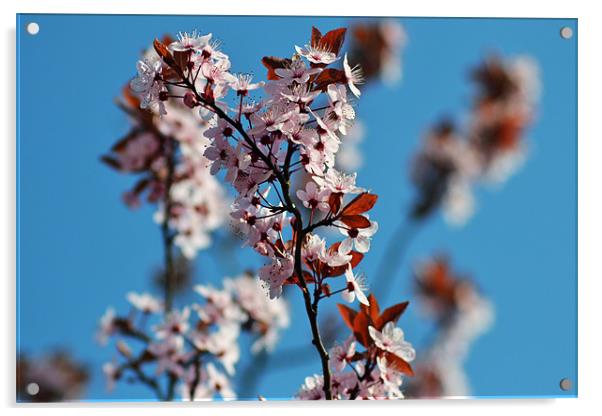 Cherry Blossum Acrylic by Donna Collett