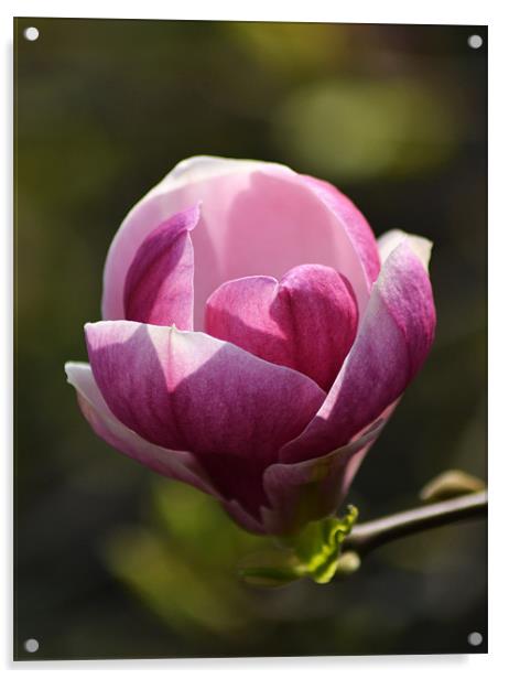 Magnolia Acrylic by Donna Collett