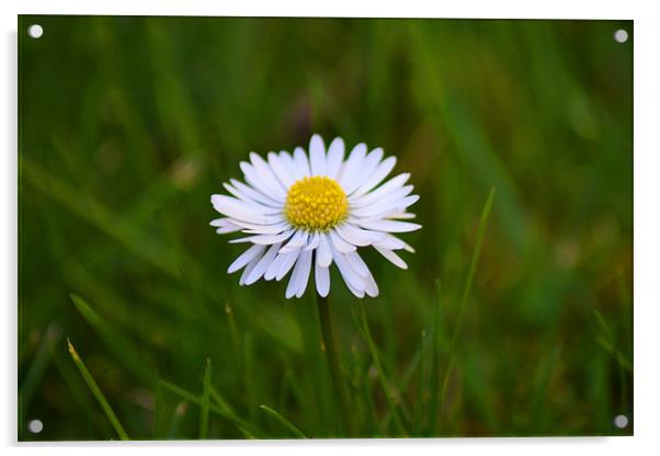 Daisy Acrylic by Donna Collett