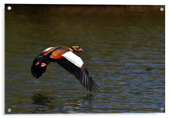 Egyptian Goose Acrylic by Donna Collett