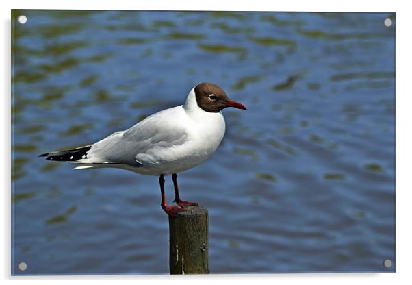 Look at my balance Acrylic by Donna Collett