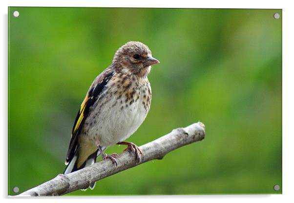 Young Goldfinch Acrylic by Donna Collett