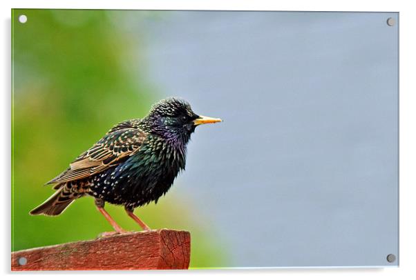 Starling Acrylic by Donna Collett