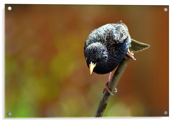 The Starling Stare Acrylic by Donna Collett