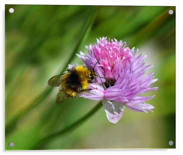 Bee Chive Acrylic by Donna Collett