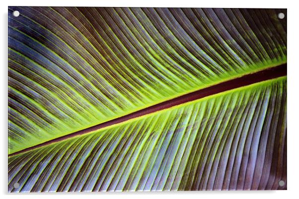 Banana Leaf Acrylic by Ian Jeffrey