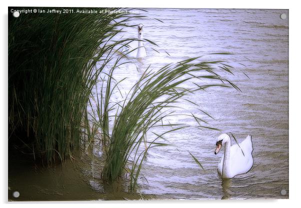 Swans Acrylic by Ian Jeffrey