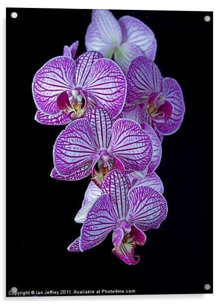Purple Veined Orchid Acrylic by Ian Jeffrey