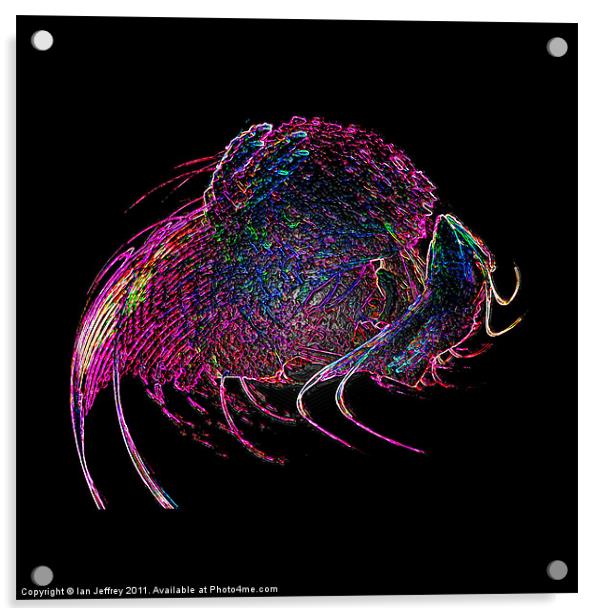 It's A Bugs Life Acrylic by Ian Jeffrey