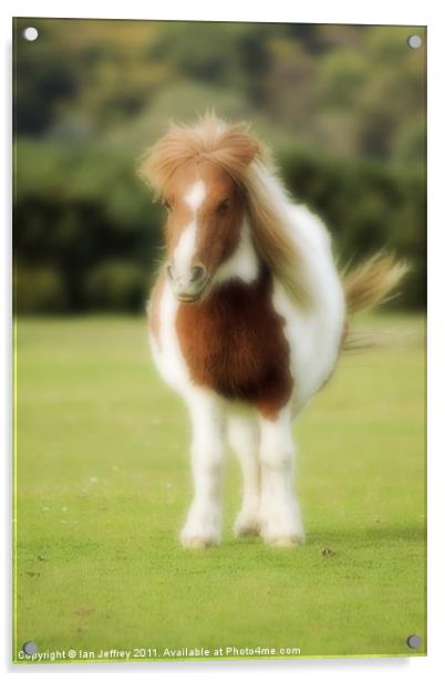 Shetland Pony Acrylic by Ian Jeffrey