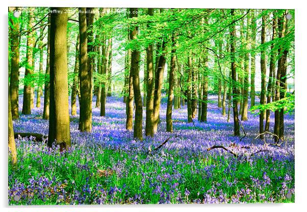 Bluebells At Ashridge Acrylic by Ian Jeffrey