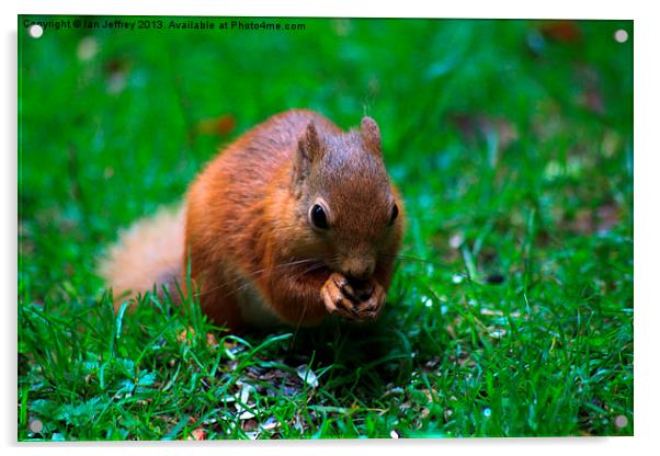 Red Squirrel Acrylic by Ian Jeffrey