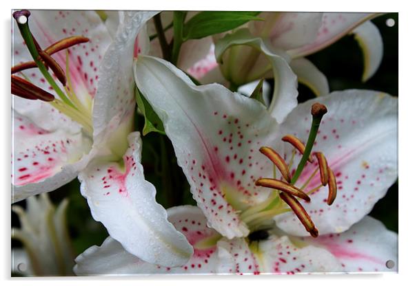 White Lilies Acrylic by Ian Jeffrey