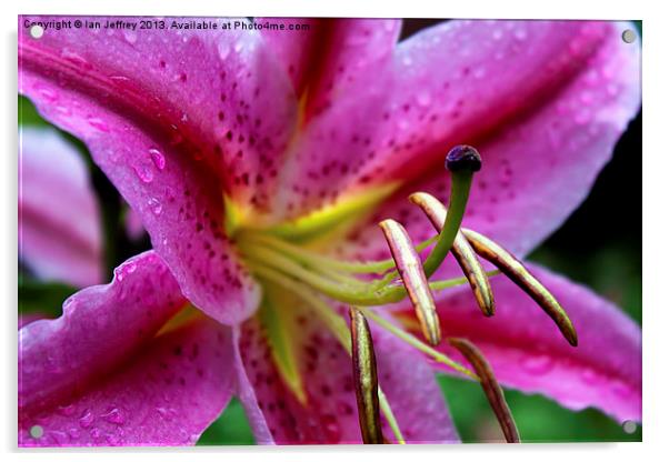 Pink Lily Acrylic by Ian Jeffrey