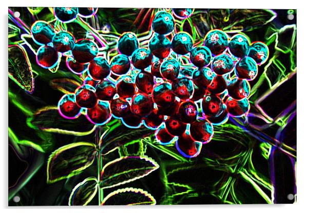Rowan Berries Acrylic by Ian Jeffrey