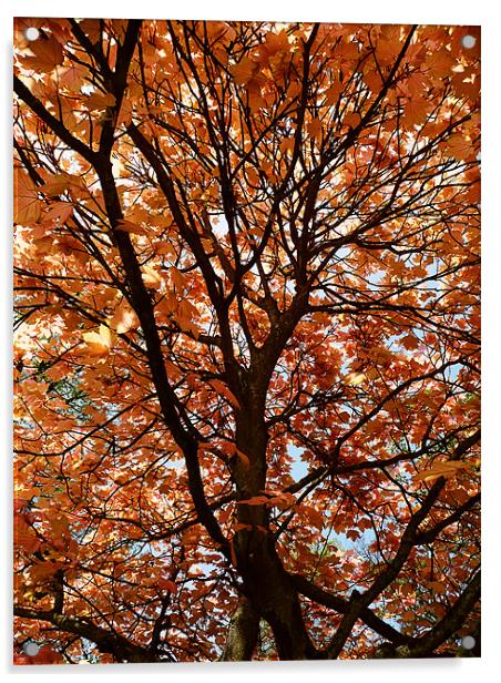 Autumn leaves Acrylic by Ian Jeffrey