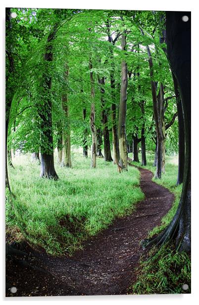 Tree Walk Acrylic by Ian Jeffrey