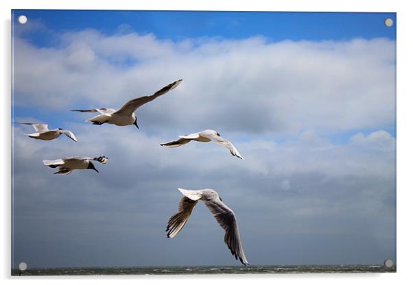 Terns in flight Acrylic by Ian Jeffrey