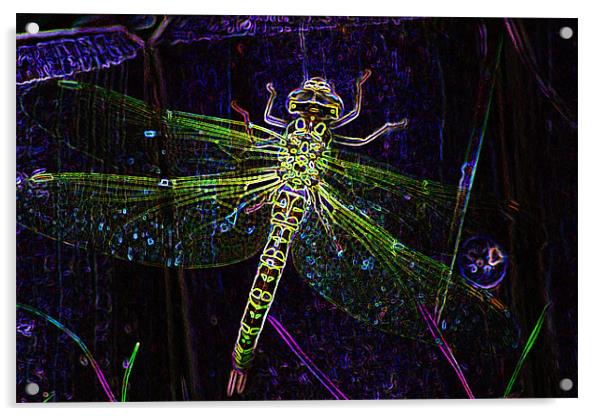 Mayfly Acrylic by Ian Jeffrey