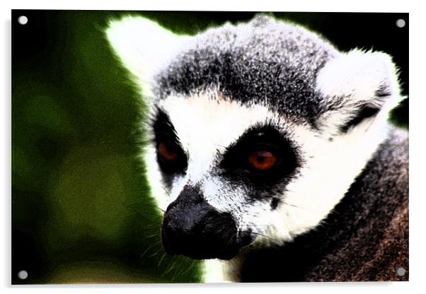 Ring Tailed Lemur Acrylic by Ian Jeffrey