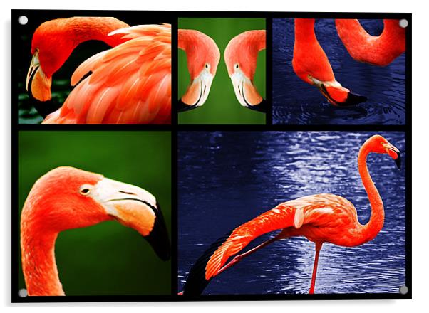 Pink Flamingos Acrylic by Ian Jeffrey