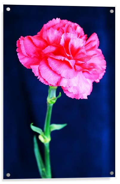 Pink Carnation Acrylic by Ian Jeffrey