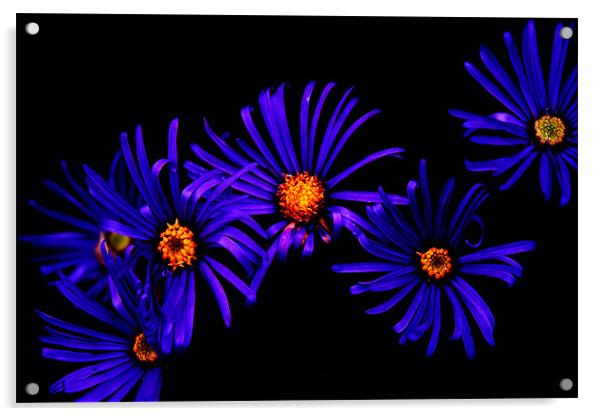 Blue Petals Acrylic by Ian Jeffrey