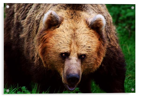 Brown Bear Acrylic by Ian Jeffrey