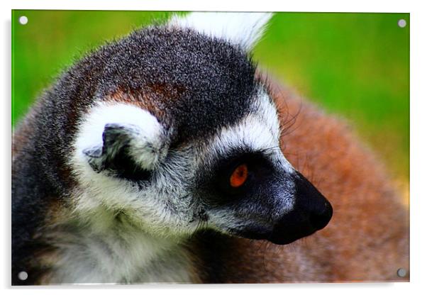Lemur Acrylic by Ian Jeffrey