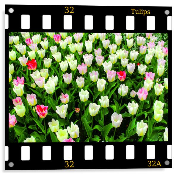 Tulips On Film Acrylic by Ian Jeffrey