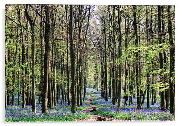 Bluebell Woodland Acrylic by Ian Jeffrey
