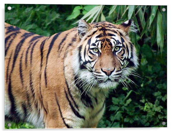 Tiger Acrylic by Ian Jeffrey