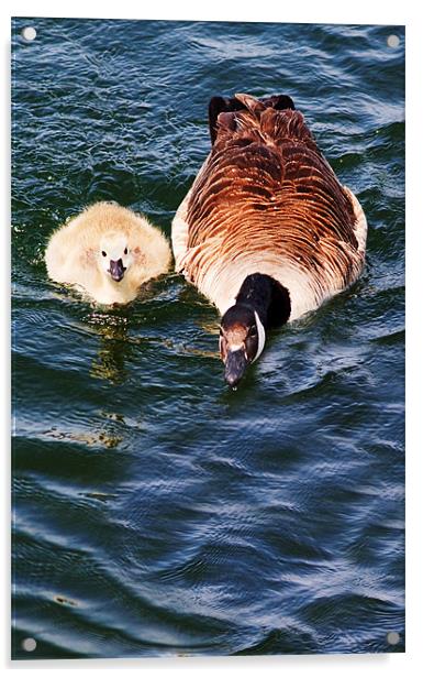 Staying Close To Mum Acrylic by Ian Jeffrey