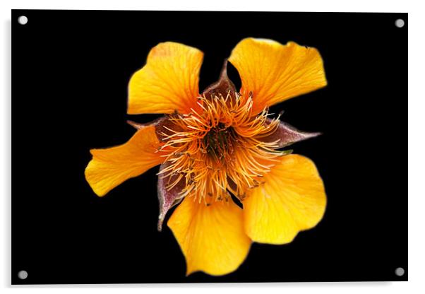 Yellow Flower (Kariskaer) Acrylic by Ian Jeffrey
