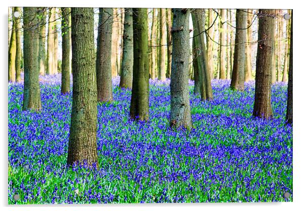 Bluebell Carpet Acrylic by Ian Jeffrey