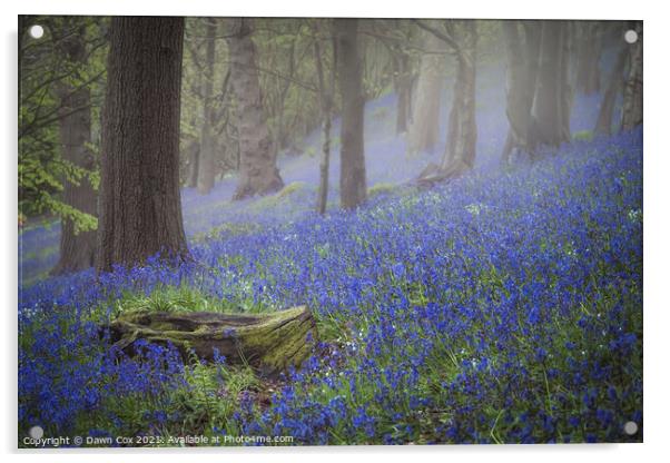 Tranquil bluebell woodland Acrylic by Dawn Cox