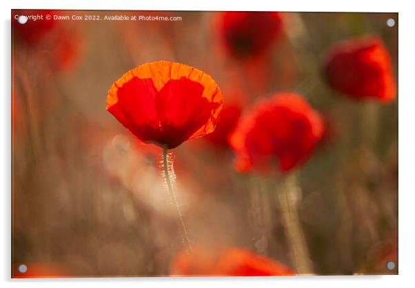 Vibrant Poppy Acrylic by Dawn Cox
