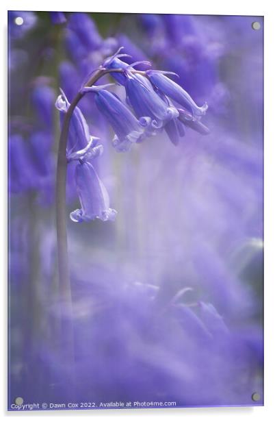 Spring Bluebell  Acrylic by Dawn Cox