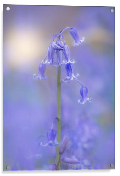 Bluebell flowers  Acrylic by Dawn Cox