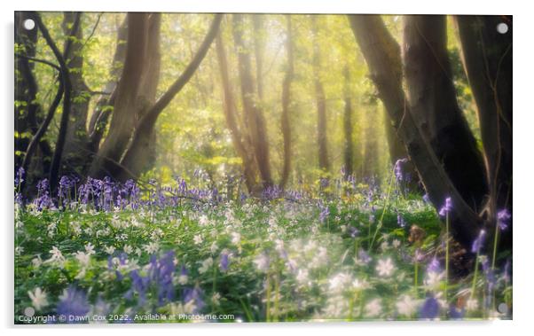 Enchanting bluebell woodland Acrylic by Dawn Cox